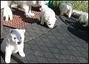 puppies6