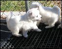 puppies7