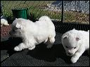 puppies8