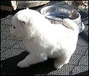puppy1