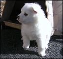 puppy2