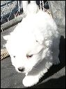 puppy3