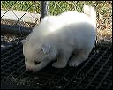 puppy5