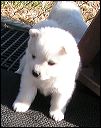 puppy6