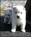 puppy7