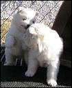 puppy8