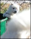 puppy9