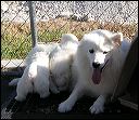 siberi~2