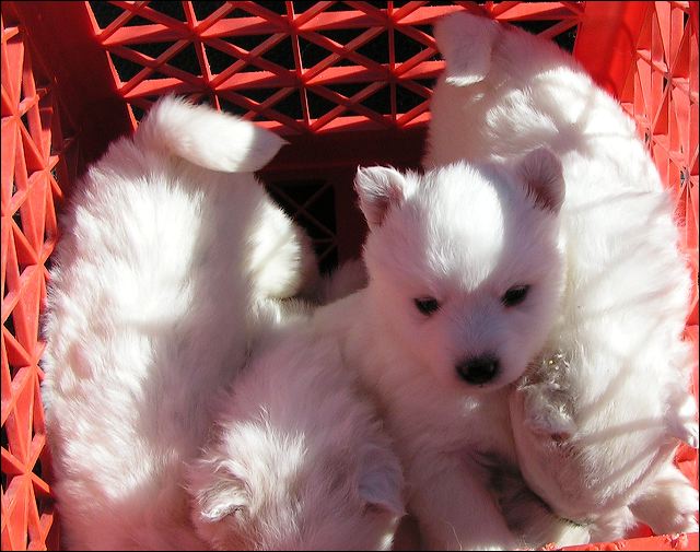 puppies1.jpg