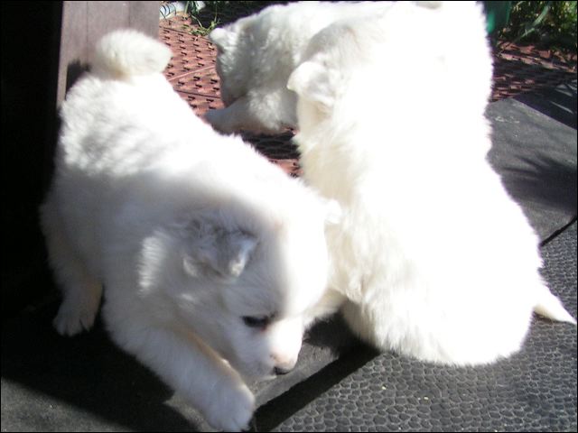 puppies2.jpg