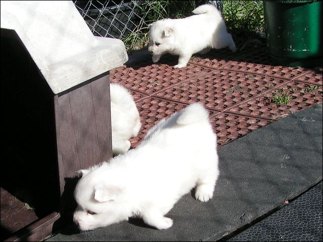 puppies4.jpg