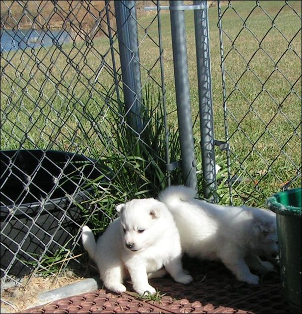 puppies5.jpg