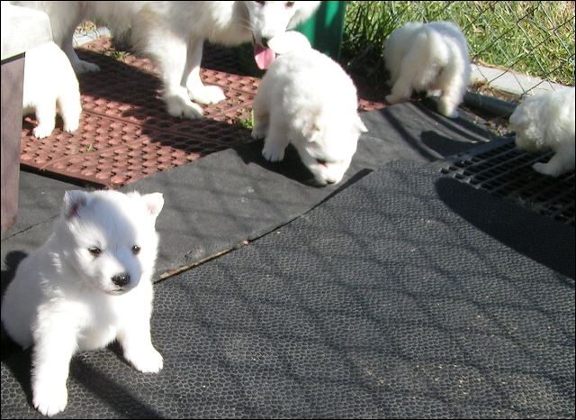 puppies6.jpg