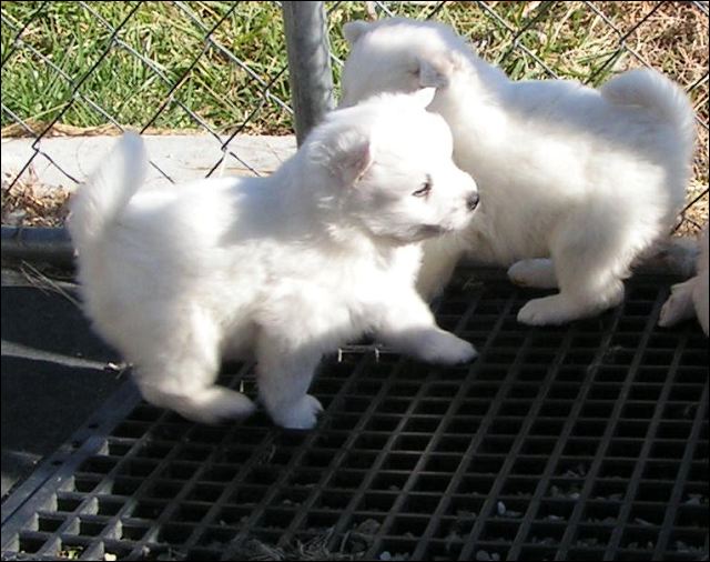 puppies7.jpg