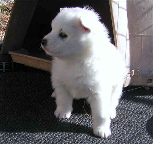 puppy2.jpg