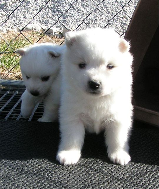 puppy7.jpg
