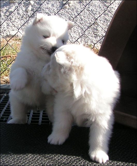 puppy8.jpg