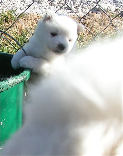 puppy9.jpg