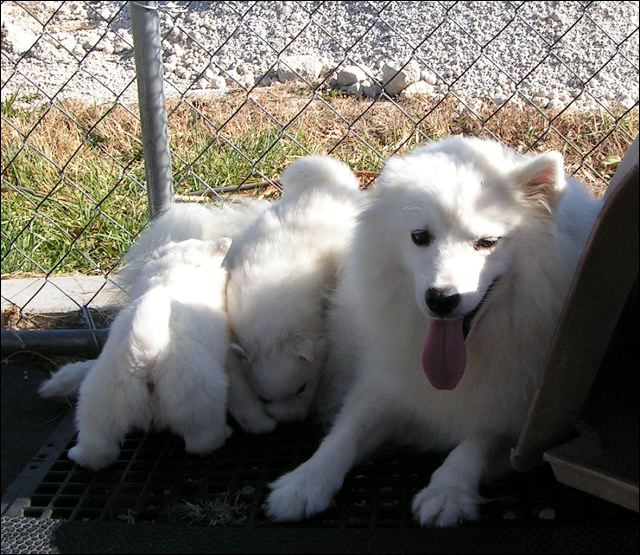 siberi~2.jpg