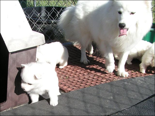 siberi~3.jpg
