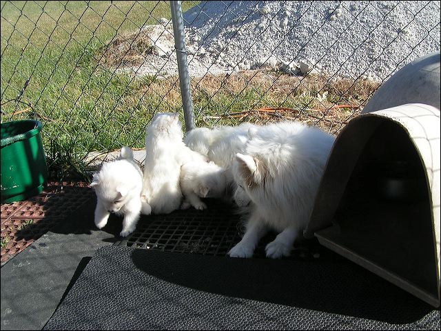 siberi~4.jpg