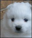 pup-17.JPG 