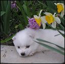 pups-12.JPG 