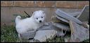 pups-13.JPG 