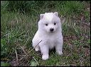 pups-16.JPG 