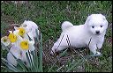pups-3.JPG 