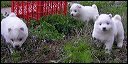 pups-4.JPG 