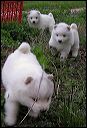 pups-5.JPG 