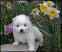 pups-7.JPG 