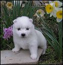 pups-7a.JPG 