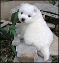 pups-8.JPG 