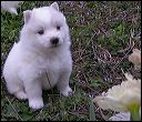 pups-9.JPG 