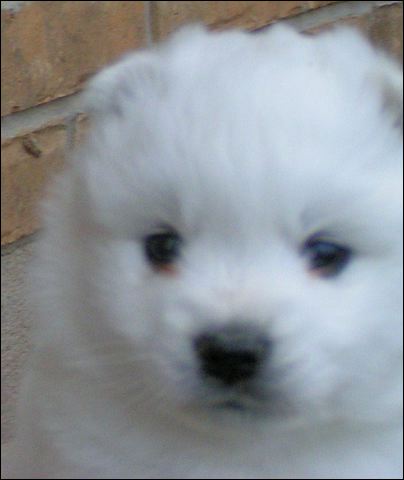 pup-17.jpg