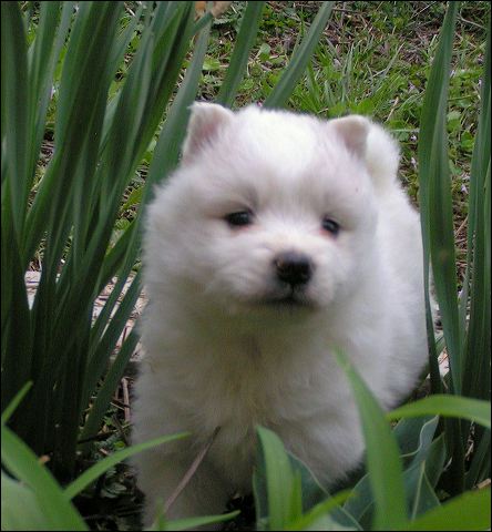pups-1.jpg