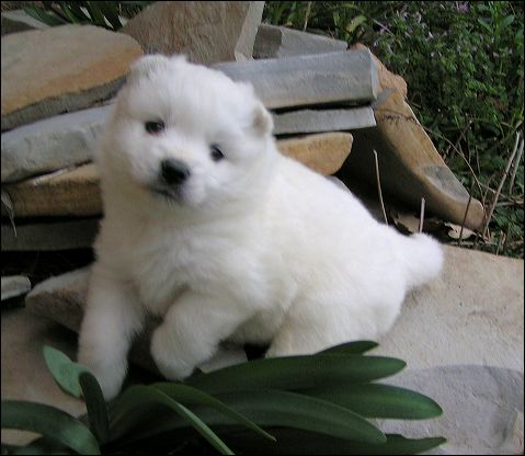 pups-10.jpg