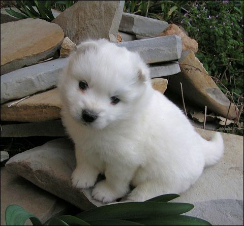pups-11.jpg