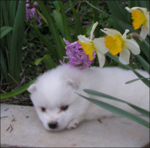 pups-12.jpg