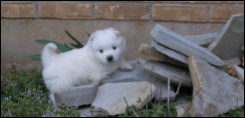 pups-13.jpg