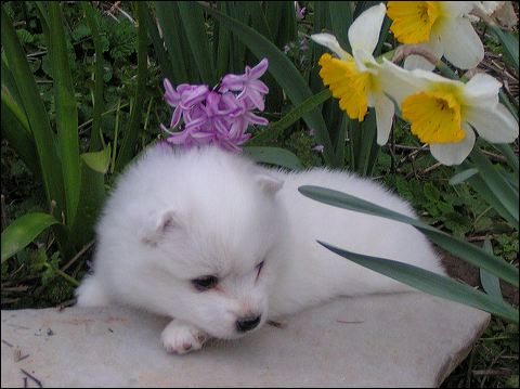 pups-14.jpg