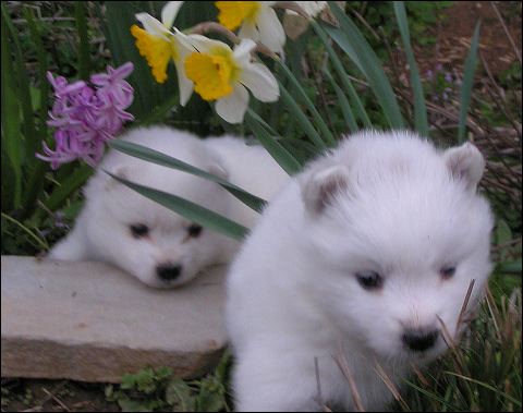 pups-15.jpg