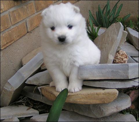 pups-2.jpg