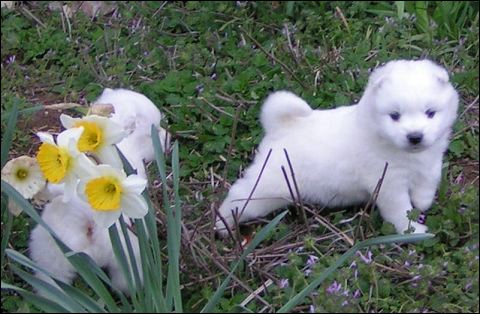 pups-3.jpg