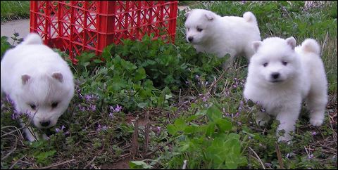 pups-4.jpg