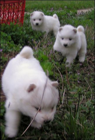pups-5.jpg