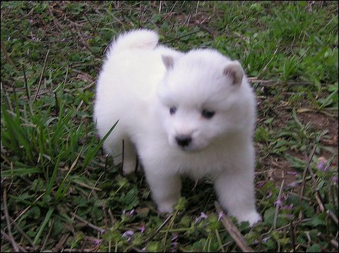 pups-6.jpg