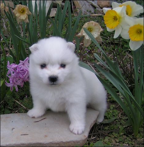 pups-7a.jpg